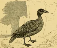 An illustration from The field book : or, Sports and pastimes of the United kingdom ; compiled from the best authorities, ancient and modern (1833)
