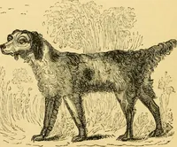 An illustration from The field book : or, Sports and pastimes of the United kingdom ; compiled from the best authorities, ancient and modern (1833)
