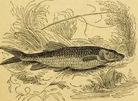 An illustration from The field book : or, Sports and pastimes of the United kingdom ; compiled from the best authorities, ancient and modern (1833)