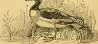 An illustration from The field book : or, Sports and pastimes of the United kingdom ; compiled from the best authorities, ancient and modern (1833)