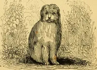 An illustration from The field book : or, Sports and pastimes of the United kingdom ; compiled from the best authorities, ancient and modern (1833)