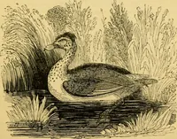 An illustration from The field book : or, Sports and pastimes of the United kingdom ; compiled from the best authorities, ancient and modern (1833)