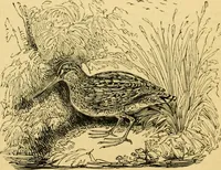 An illustration from The field book : or, Sports and pastimes of the United kingdom ; compiled from the best authorities, ancient and modern (1833)