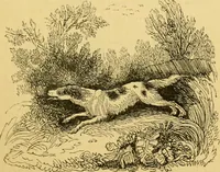 An illustration from The field book : or, Sports and pastimes of the United kingdom ; compiled from the best authorities, ancient and modern (1833)
