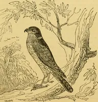An illustration from The field book : or, Sports and pastimes of the United kingdom ; compiled from the best authorities, ancient and modern (1833)
