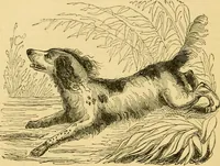 An illustration from The field book : or, Sports and pastimes of the United kingdom ; compiled from the best authorities, ancient and modern (1833)
