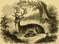 An illustration from The field book : or, Sports and pastimes of the United kingdom ; compiled from the best authorities, ancient and modern (1833)