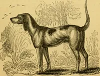 An illustration from The field book : or, Sports and pastimes of the United kingdom ; compiled from the best authorities, ancient and modern (1833)