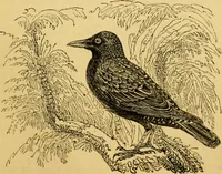 An illustration from The field book : or, Sports and pastimes of the United kingdom ; compiled from the best authorities, ancient and modern (1833)
