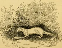 An illustration from The field book : or, Sports and pastimes of the United kingdom ; compiled from the best authorities, ancient and modern (1833)