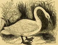 An illustration from The field book : or, Sports and pastimes of the United kingdom ; compiled from the best authorities, ancient and modern (1833)