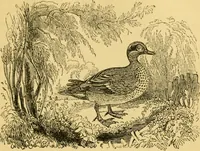 An illustration from The field book : or, Sports and pastimes of the United kingdom ; compiled from the best authorities, ancient and modern (1833)