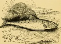 An illustration from The field book : or, Sports and pastimes of the United kingdom ; compiled from the best authorities, ancient and modern (1833)