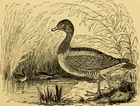 An illustration from The field book : or, Sports and pastimes of the United kingdom ; compiled from the best authorities, ancient and modern (1833)