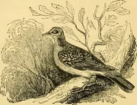 An illustration from The field book : or, Sports and pastimes of the United kingdom ; compiled from the best authorities, ancient and modern (1833)