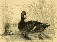 An illustration from The field book : or, Sports and pastimes of the United kingdom ; compiled from the best authorities, ancient and modern (1833)