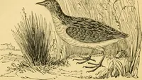 An illustration from The field book : or, Sports and pastimes of the United kingdom ; compiled from the best authorities, ancient and modern (1833)