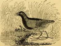 An illustration from The field book : or, Sports and pastimes of the United kingdom ; compiled from the best authorities, ancient and modern (1833)