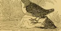 An illustration from The field book : or, Sports and pastimes of the United kingdom ; compiled from the best authorities, ancient and modern (1833)
