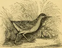 An illustration from The field book : or, Sports and pastimes of the United kingdom ; compiled from the best authorities, ancient and modern (1833)