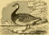 An illustration from The field book : or, Sports and pastimes of the United kingdom ; compiled from the best authorities, ancient and modern (1833)