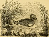 An illustration from The field book : or, Sports and pastimes of the United kingdom ; compiled from the best authorities, ancient and modern (1833)