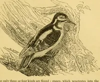 An illustration from The field book : or, Sports and pastimes of the United kingdom ; compiled from the best authorities, ancient and modern (1833)