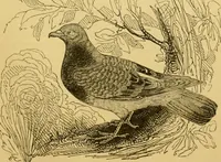 An illustration from The field book : or, Sports and pastimes of the United kingdom ; compiled from the best authorities, ancient and modern (1833)