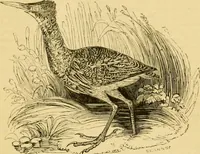An illustration from The field book : or, Sports and pastimes of the United kingdom ; compiled from the best authorities, ancient and modern (1833)