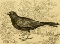 An illustration from The field book : or, Sports and pastimes of the United kingdom ; compiled from the best authorities, ancient and modern (1833)