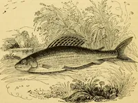 An illustration from The field book : or, Sports and pastimes of the United kingdom ; compiled from the best authorities, ancient and modern (1833)