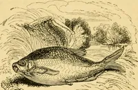 An illustration from The field book : or, Sports and pastimes of the United kingdom ; compiled from the best authorities, ancient and modern (1833)