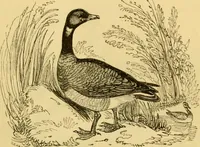 An illustration from The field book : or, Sports and pastimes of the United kingdom ; compiled from the best authorities, ancient and modern (1833)