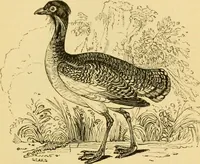 An illustration from The field book : or, Sports and pastimes of the United kingdom ; compiled from the best authorities, ancient and modern (1833)