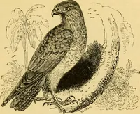 An illustration from The field book : or, Sports and pastimes of the United kingdom ; compiled from the best authorities, ancient and modern (1833)