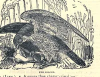 An illustration from The field book : or sports and pastimes of the British islands