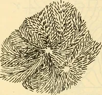 An illustration from Field operations and elementary motor vehicle engineering lectures (1919)