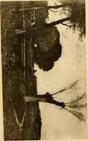 An illustration from Fifty paintings by George Inness (1913)