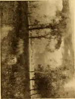 An illustration from Fifty paintings by George Inness (1913)