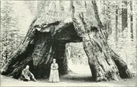 Picture 158 of 315 from Fifty years of Odd Fellowship in California : commemorating the founding of the Order by the instituting of California Lodge No. 1, on September ninth, eighteen hundred and forty-nine (1899), leaf 189