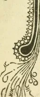 An illustration from Fine books (1912)
