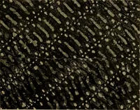 An illustration from First lessons in batik; a handbook in batik, tie-dyeing and all pattern dyeing (1921)
