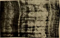 An illustration from First lessons in batik; a handbook in batik, tie-dyeing and all pattern dyeing (1921)
