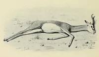 An illustration from Five months' sport in Somali land (1894)