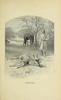An illustration from Five months' sport in Somali land (1894)