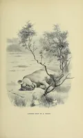 Picture 3 of 7 from Five months' sport in Somali land (1894), leaf 53