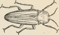 An illustration from Flame, electricity and the camera; man's progress from the first kindling of fire to the wireless telegraph and the photography of color (1900)