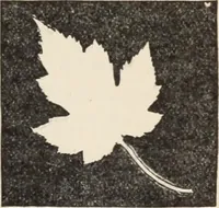 An illustration from Flame, electricity and the camera; man's progress from the first kindling of fire to the wireless telegraph and the photography of color (1900)
