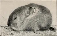 An illustration from Flame, electricity and the camera; man's progress from the first kindling of fire to the wireless telegraph and the photography of color (1900)