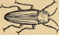 An illustration from Flame, electricity and the camera; man's progress from the first kindling of fire to the wireless telegraph and the photography of color (1901)